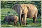 african_elephant