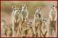 Meerkats_Desert_Namibia_Africa