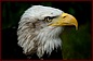 liberty_eagle