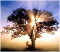 Oak_tree_light